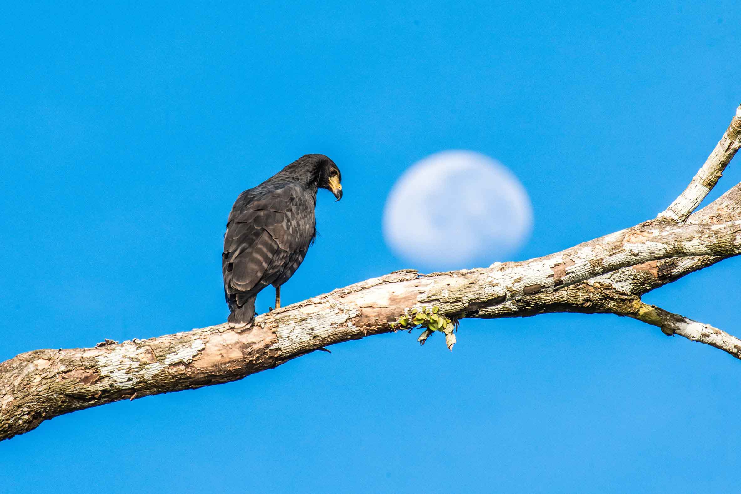 Birdwatching in the Amazon: a paradise for nature lovers
